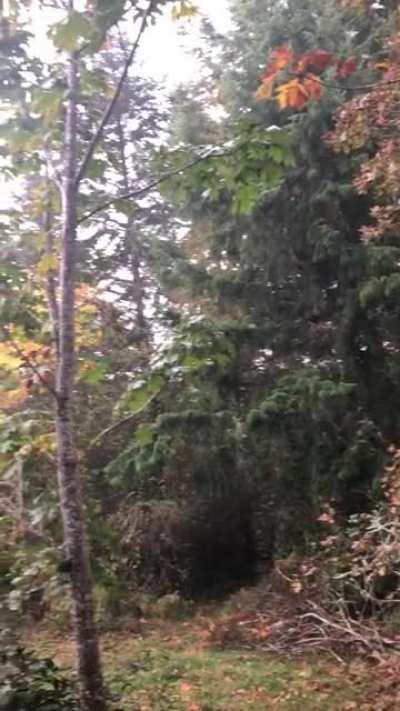 Heavy shower in Western WA, so peaceful