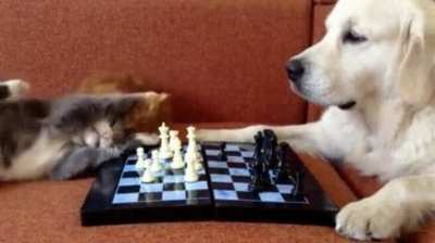 What do i do in this position (I'm white)