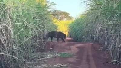 Pescadores salteños se dirigían al Río Bermejo y se encontraron cara a cara con un yaguareté