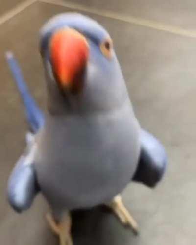 Whatcha do do do do doing?