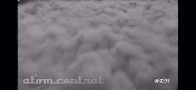 Nuclear bomb testing on pigs