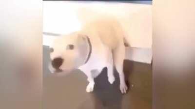 Told My dog turn up fore I whoop him