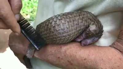 A rescued pangolin pup being groomed by his caretaker like his mother would