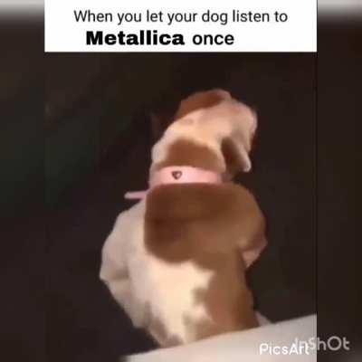 what happened to my dog😢😢😢