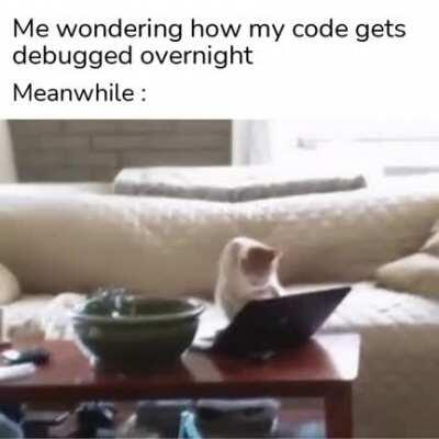 It was always the cat...