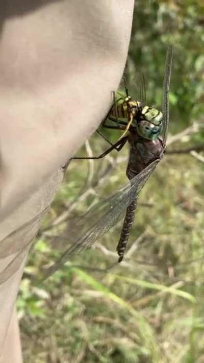 A dragonfly eating a wasp