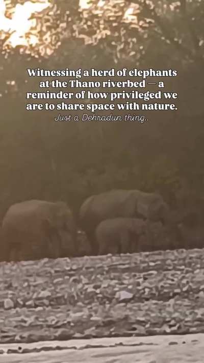 A herd of elephants by the riverbed in Thano, Dehradun not everyone gets to be this close to nature.