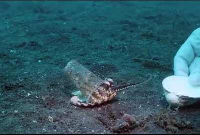 this is my life shnow