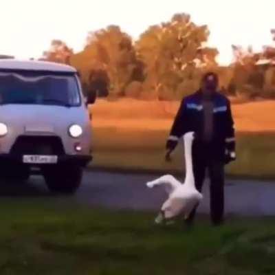 Личный гусь