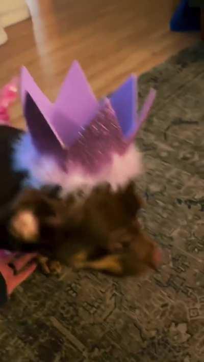 Girl Dog Celebrates her Birthday with her owners. 