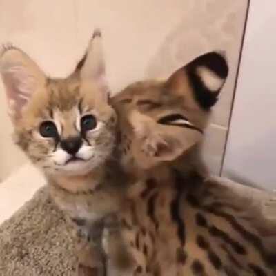 They can hear your nightmares