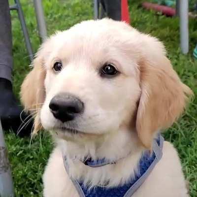 Meet little Dasher 🐶