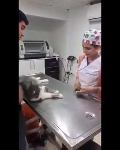 Please, They're such a Good Kitty