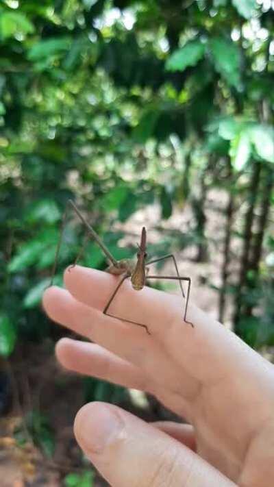 I made a friend but they go >:( all the time.