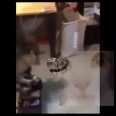 I wish cars were real 😭