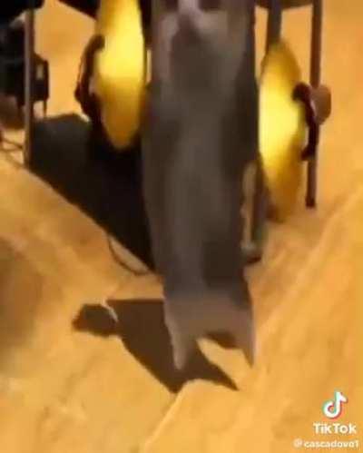 Whiplash if it was epic :3