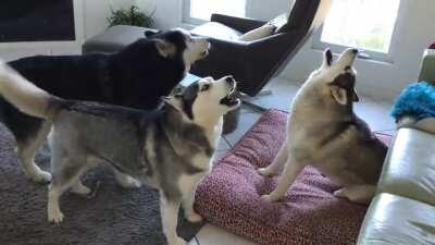 A typical morning at my parents’ house.