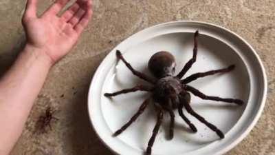 Goliath tarantula
