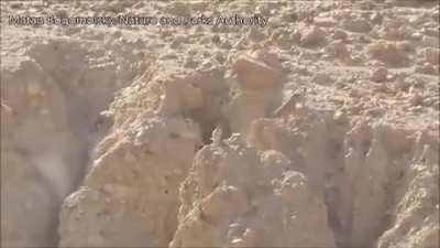 Волк ловит козочку.