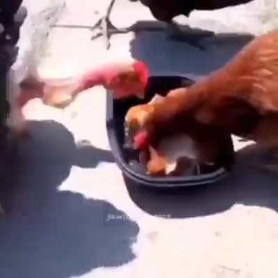 Chikens eat de chikan
