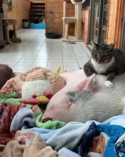 Dragonlord chillin with his cat friend Jessica Lange