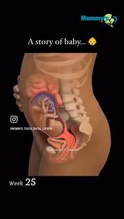 Visualisation of organ displacement during pregnancy