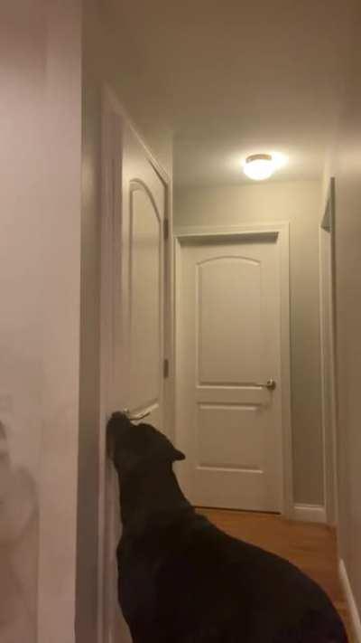 My big boy is too smart for his own good. No more closed doors in the house.