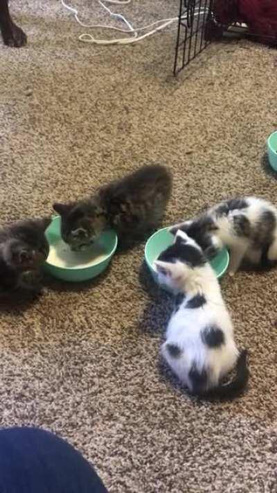 More pics of the tiny foster babies.