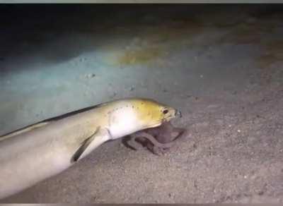 🔥I can't tell who's winning this 