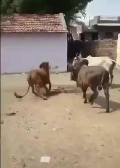 No Consent, No Pokey