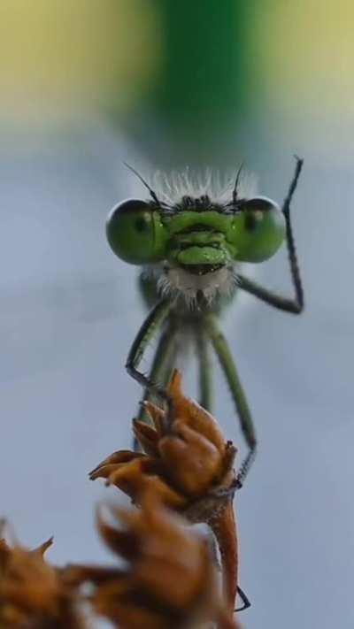 Close-up of a dragonfly washing up near a river