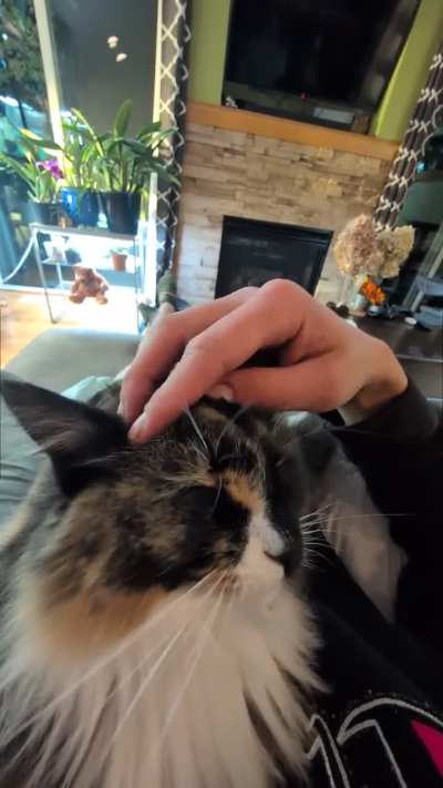 When your cat lies on you, purs, asks for pets, and then falls asleep on you, your day instantly gets better! It's like I've forgotten about all the bs in this moment