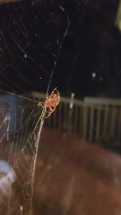 This spider lives right outside my window and has basically been my neighbor for almost 2 months now. What type of spider is this?