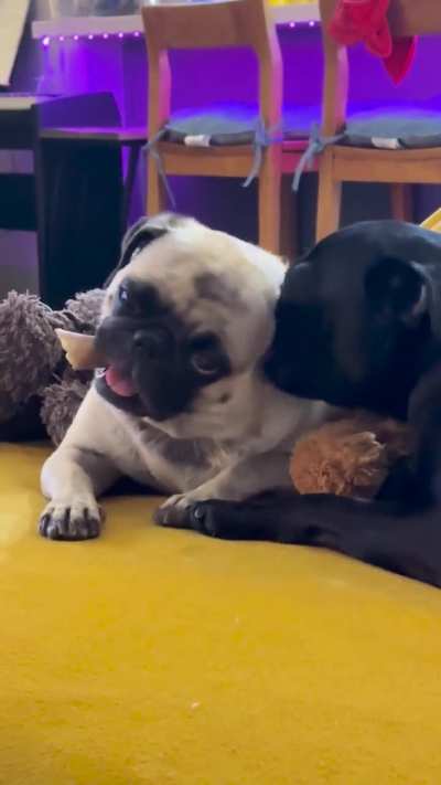 Ziggy LOVES licking Lucy’s ear, today she had a treat in her mouth and clearly she was the one who enjoyed it this time!