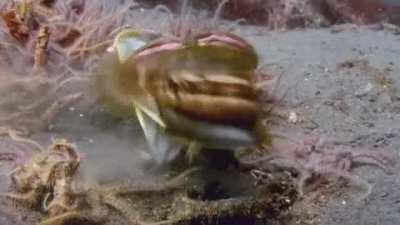The sarcastic fringehead (Neoclinus blanchardi) is a very bellicose saltwater fish that can open its mouth widely and use it as an assault weapon when engaging in territorial battles. They joust by pushing their distended mouths against each other, as if 