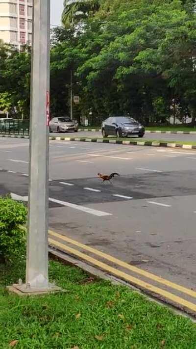More chicken crossing the road