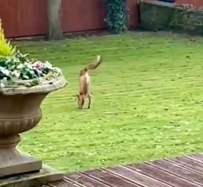 This two-legged fox