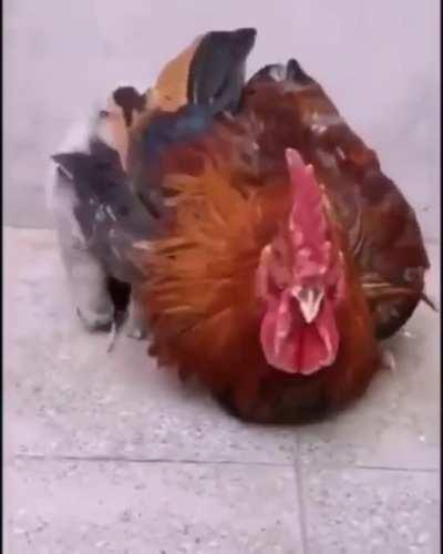 Nice friendship between them