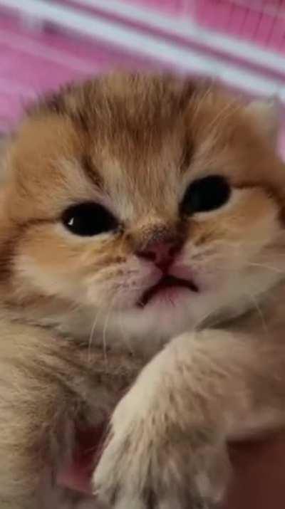 Котика вам в ленту