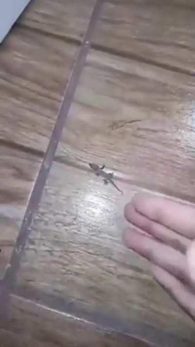 Um largatinhooouuuOo