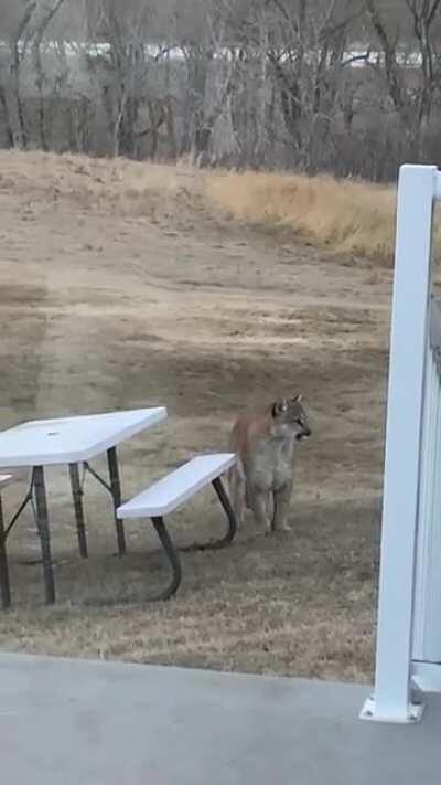 Meanwhile near Longview, Alberta