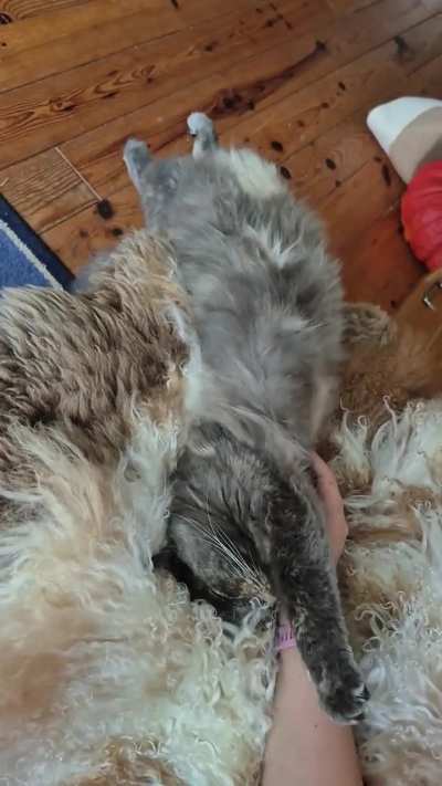 She tried to play it off casually, like she didn't forget about gravity for a second 😂