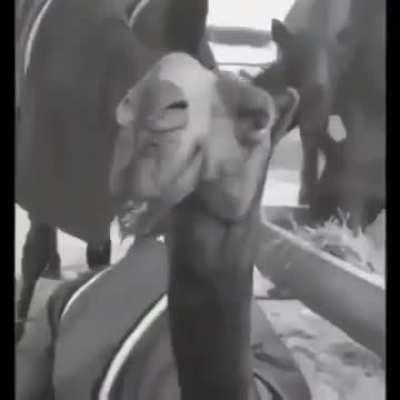 how lolis shower camel