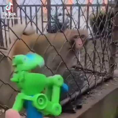 monkey