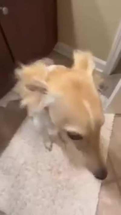 Average argentinian dog