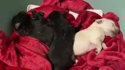 3 выживших собакена здоровы, сыты и обогреты