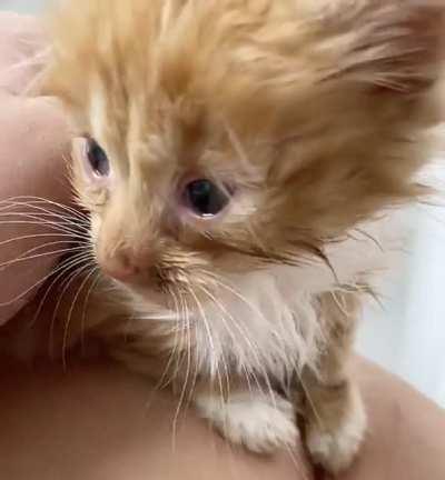 cheeto’s roar! (before anyone comments, her eyes are red and irritated from the eye drops I just gave her)