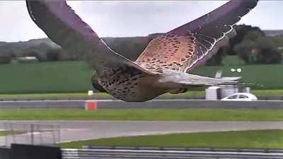 Falcon In Hunting Mode Unfazed By Strong Winds