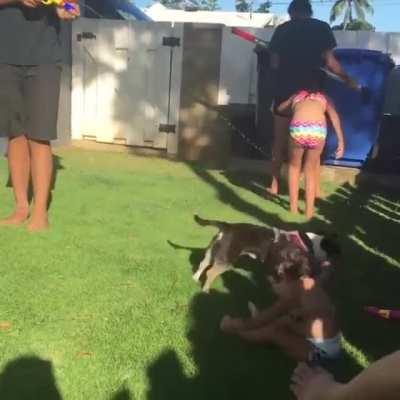 Doggo with a flying elbow drop!