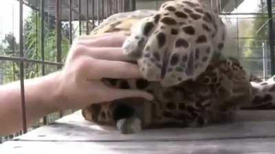 🔥 Kitty will be a kitty no matter the size